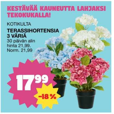 Kotikulta Terassihortensia 3 väriä