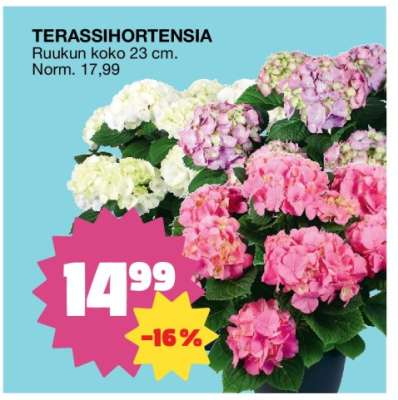TERASSIHORTENSIA