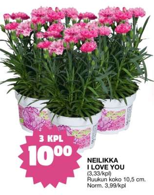 NEILIKKA I LOVE YOU