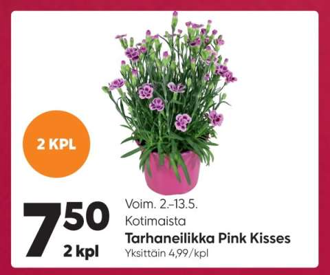 Tarhaneilikka Pink Kisses