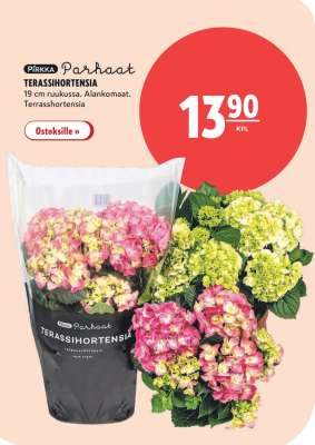 PIRKKA Parhaat TERASSIHORTENSIA