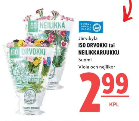 ISO ORVOKKI tai NEILIKKARUUKKU