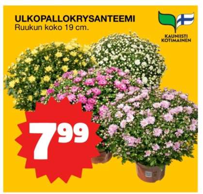 Ulkopallokrysanteemi