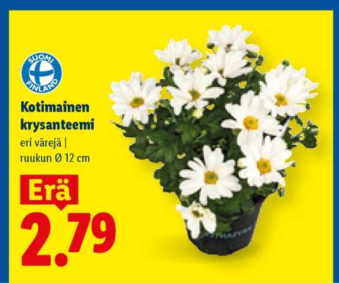 Kotimainen krysanteemi
