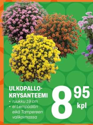 Ulkopallokrysanteemi