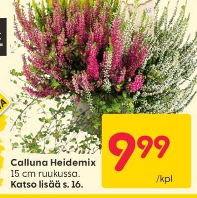 Calluna Heidemix
