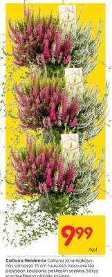 Calluna Heidemix