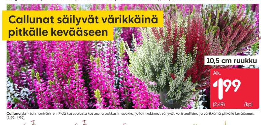 Calluna