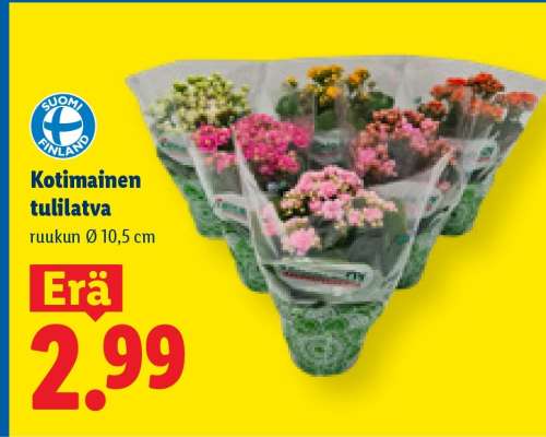 Kotimainen tulilatva