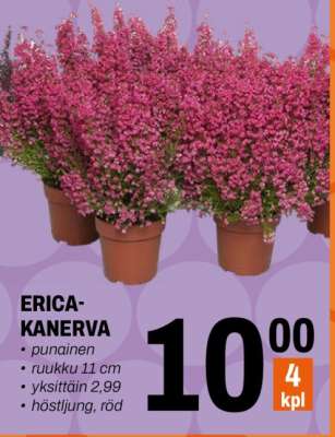 ERICA-KANERVA