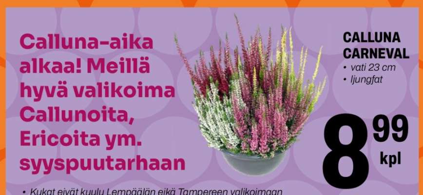 CALLUNA CARNEVAL