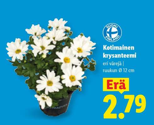Kotimainen krysanteemi