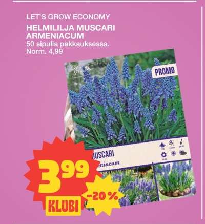 HELMILILJA MUSCARI ARMENIACUM