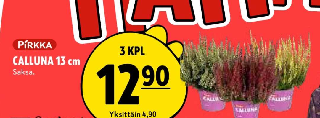 PIRKKA CALLUNA 13 cm