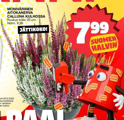 MONIVÄRINEN AITOKANERVA CALLUNA KULHOSSA