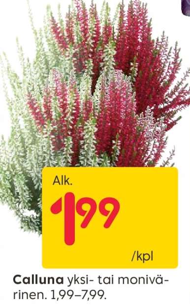 Calluna